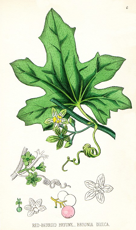 White bryony (Bryonia dioica) a cinque punte delle foglie di perenne vite rampicante Foto stock